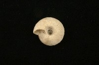 臺灣鱗盾蝸牛藏品圖，第2張
